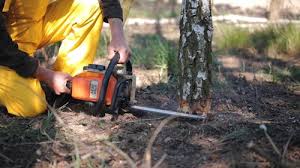 Anza, CA Tree Care Company
