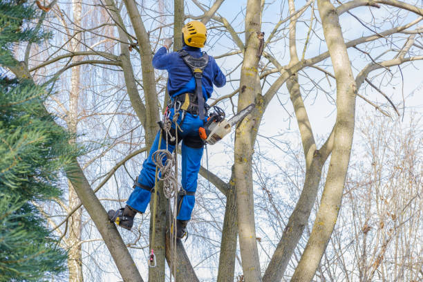 Best Tree Health Inspection  in Anza, CA