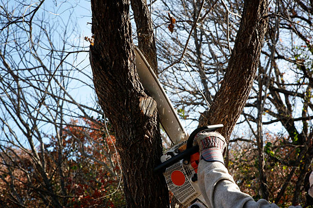 Best Soil Testing and Treatment  in Anza, CA