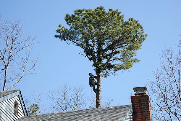Best Tree Mulching  in Anza, CA