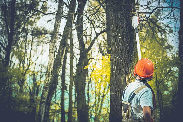 How Our Tree Care Process Works  in  Anza, CA
